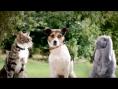 < Patricia Murphy Films - Pets at Home [London] >